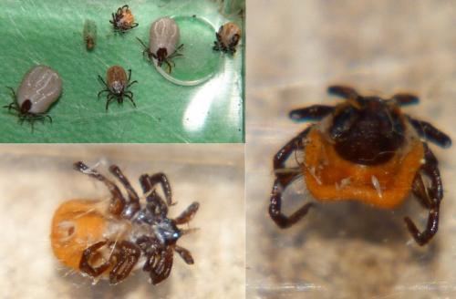 Réf. 228 998 : Ixodes acuminatus